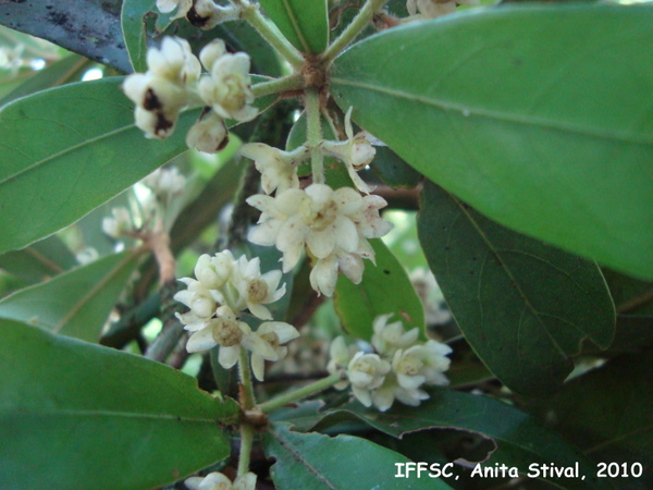 Ocotea lanata