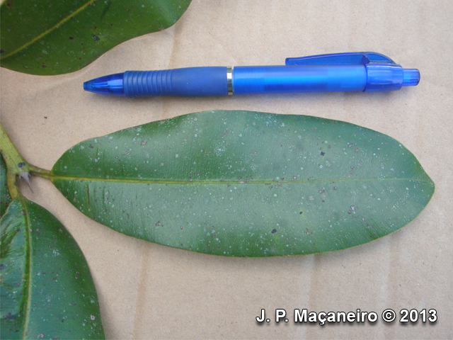 Calophyllum brasiliense