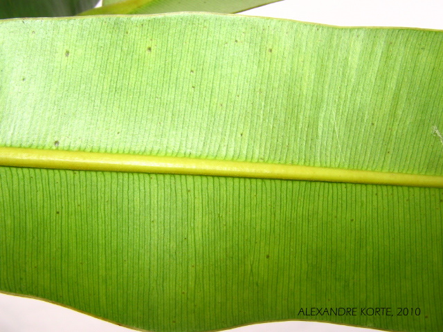 Calophyllum brasiliense