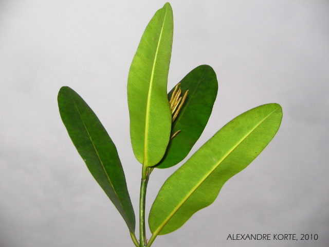 Calophyllum brasiliense