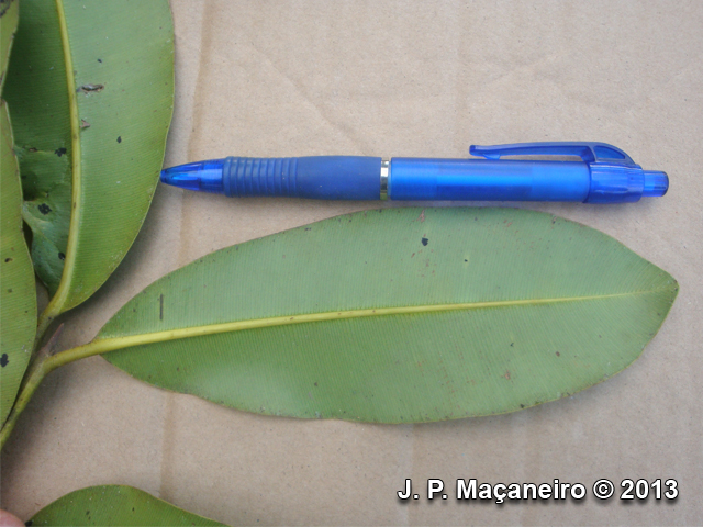 Calophyllum brasiliense