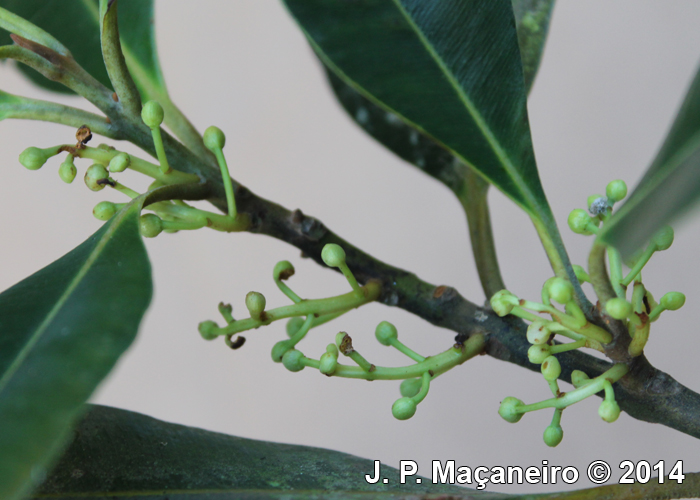 Calophyllum brasiliense