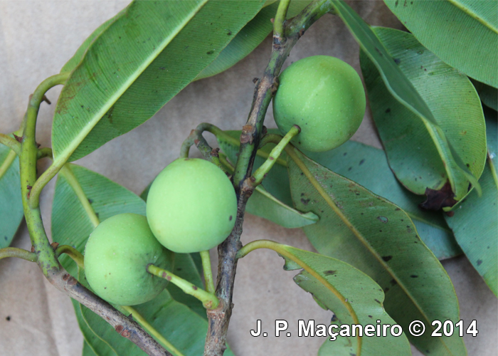 Calophyllum brasiliense