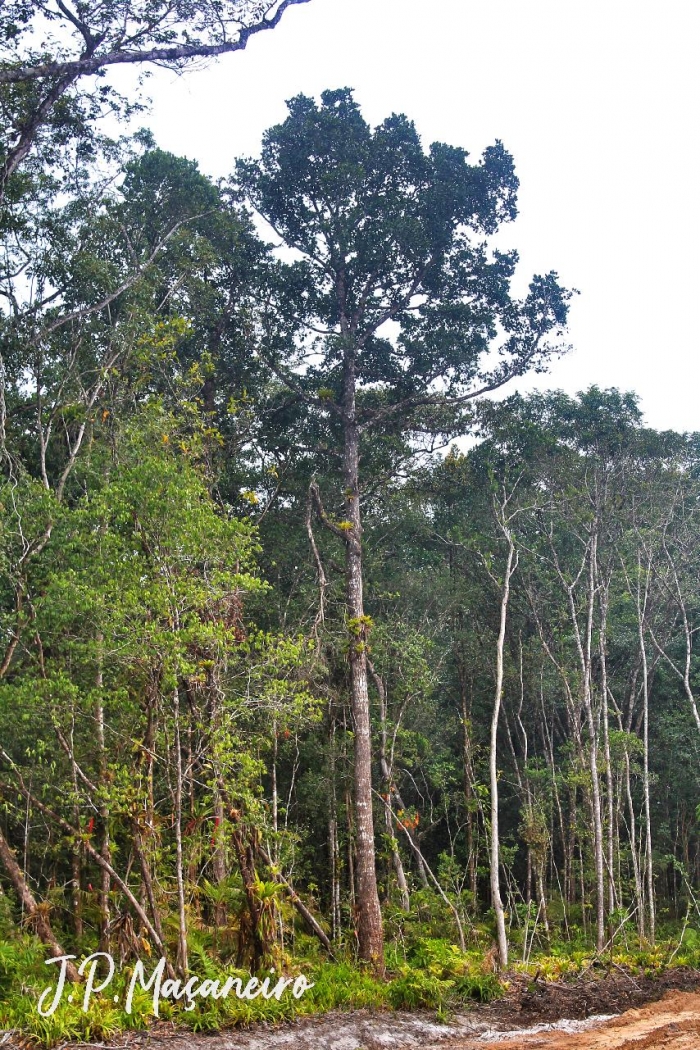 Calophyllum brasiliense