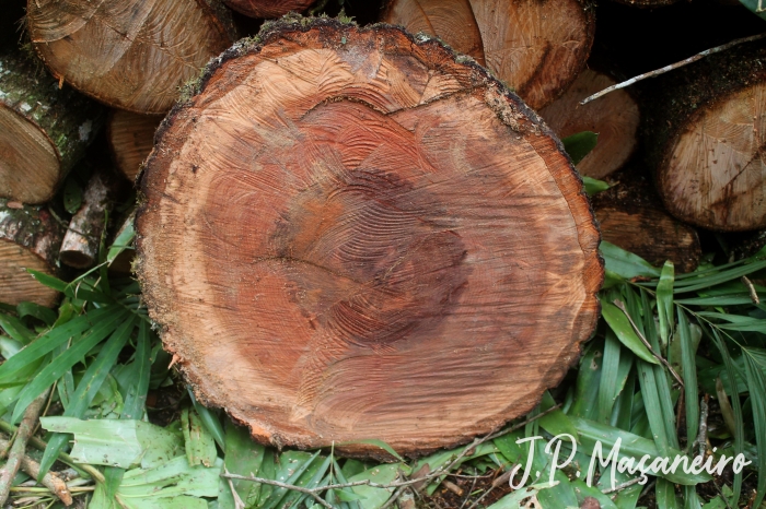 Calophyllum brasiliense