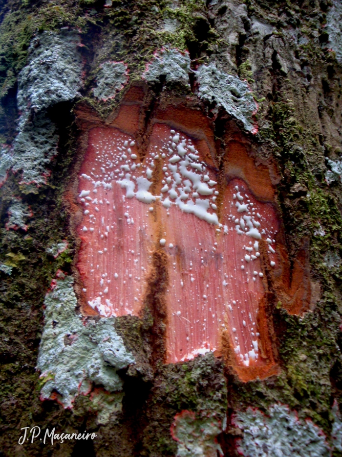 Calophyllum brasiliense