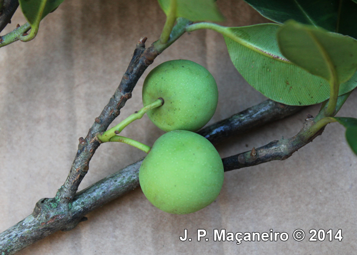 Calophyllum brasiliense