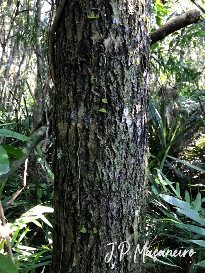 Calophyllum brasiliense