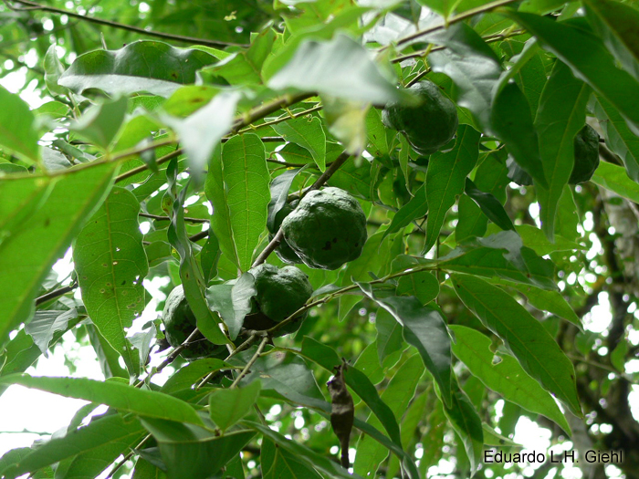 Annona rugulosa