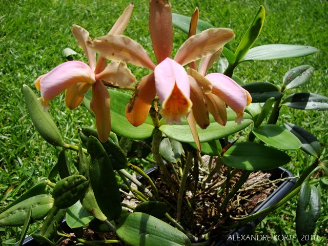 Cattleya forbesii