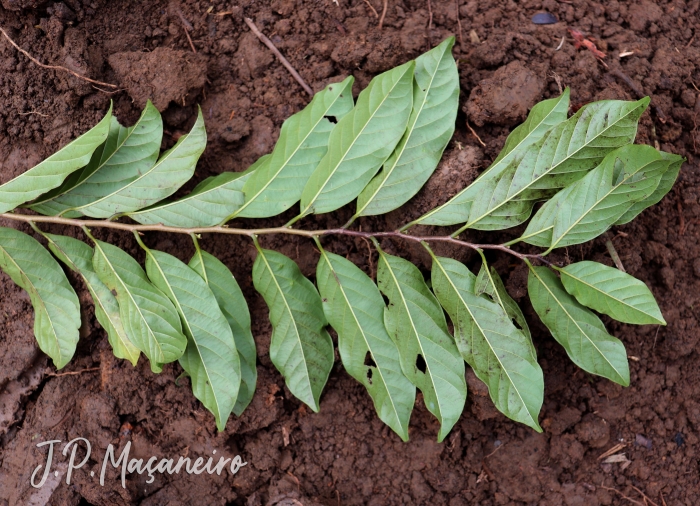 Annona rugulosa