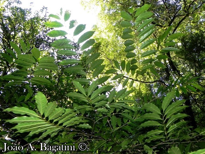 Annona rugulosa