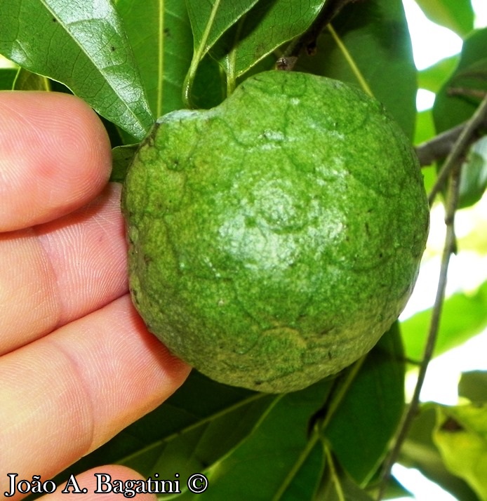 Annona rugulosa