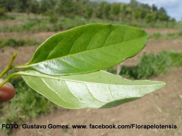 Annona rugulosa