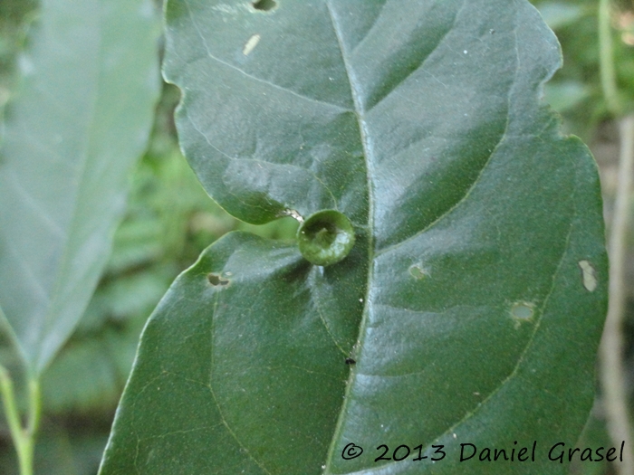 Annona rugulosa