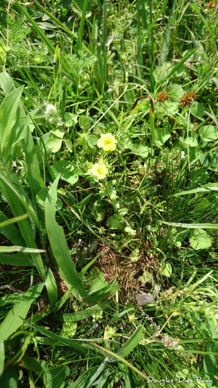 Mecardonia procumbens