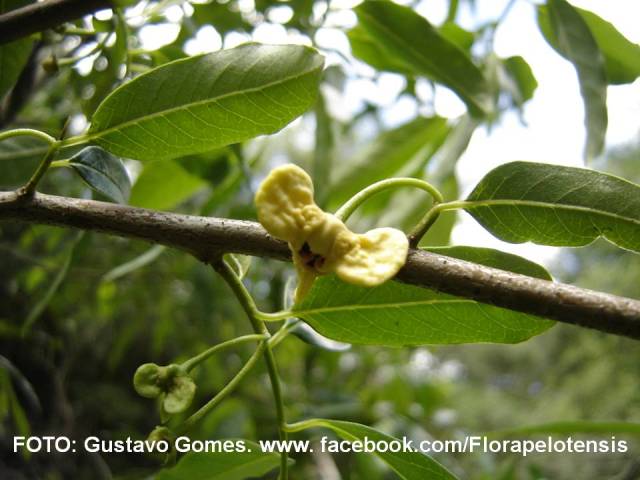 Annona rugulosa