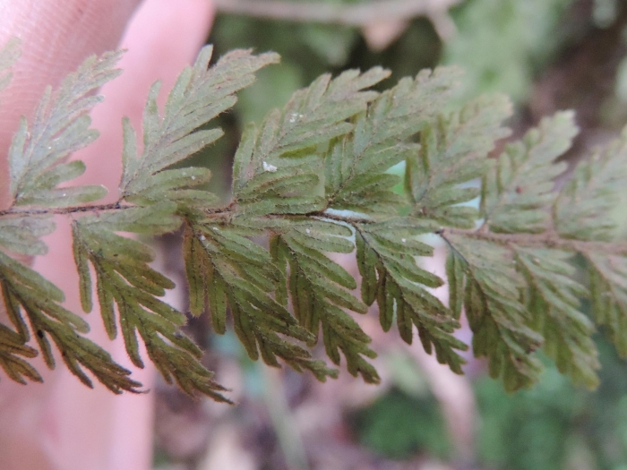 Hymenophyllum pulchellum