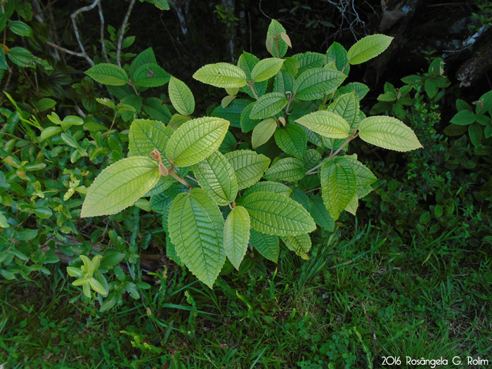 Miconia hyemalis