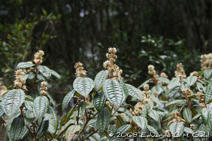 Miconia hyemalis