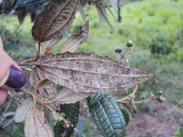 Miconia hyemalis