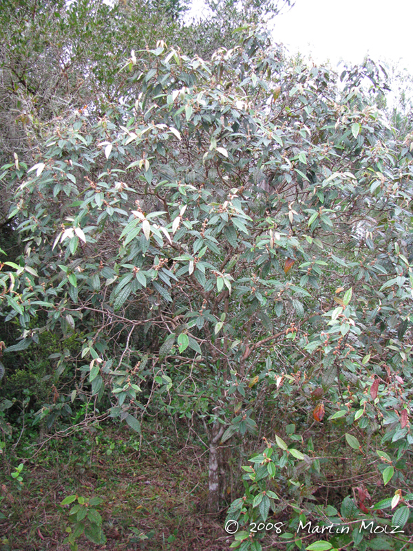 Miconia hyemalis