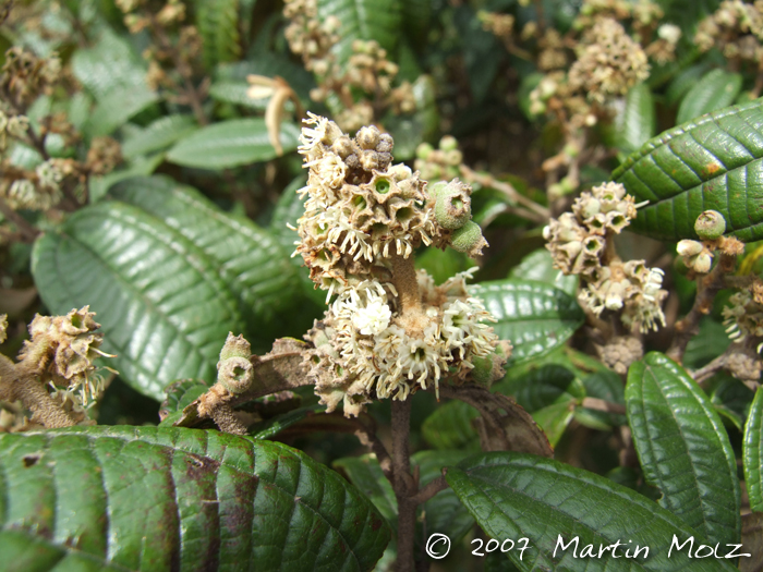 Miconia hyemalis