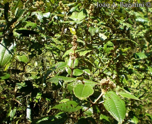 Miconia hyemalis