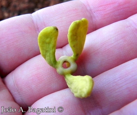 Annona neosalicifolia