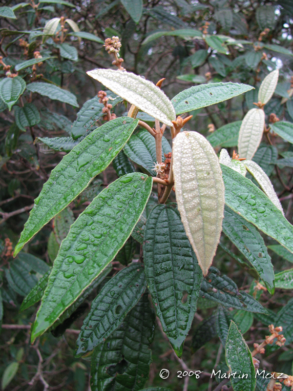 Miconia hyemalis