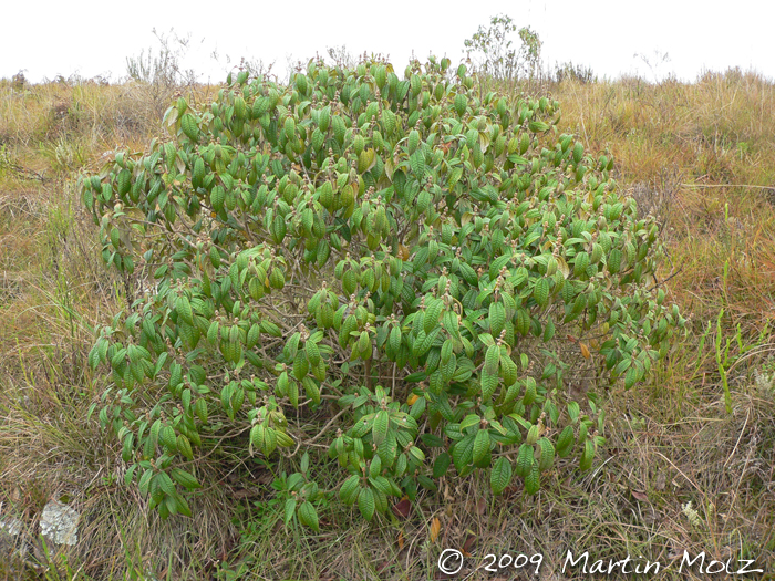 Miconia hyemalis