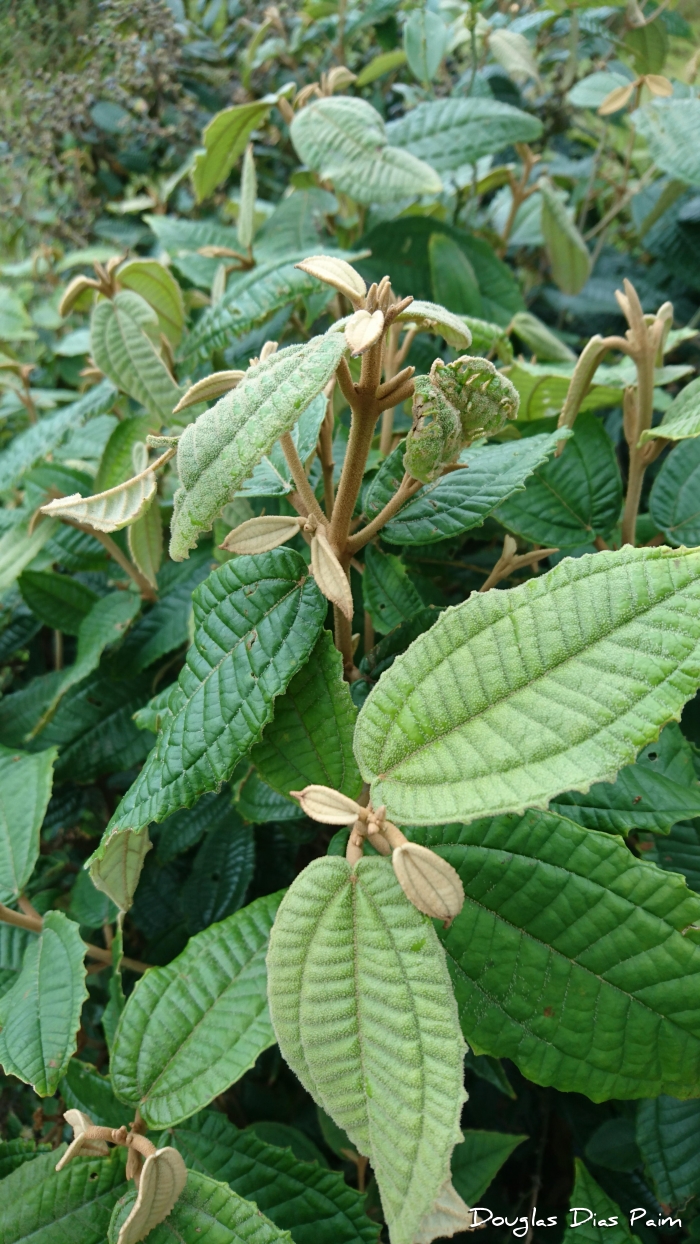 Miconia hyemalis