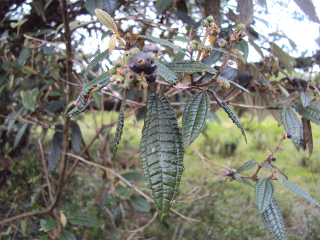 Miconia hyemalis