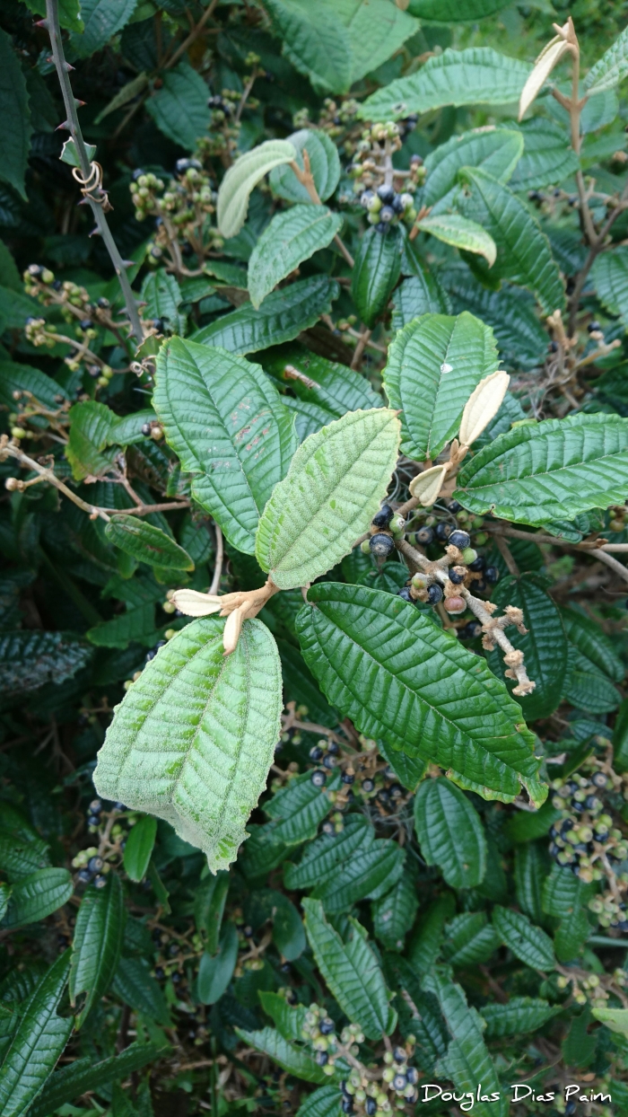 Miconia hyemalis