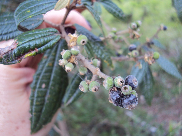 Miconia hyemalis