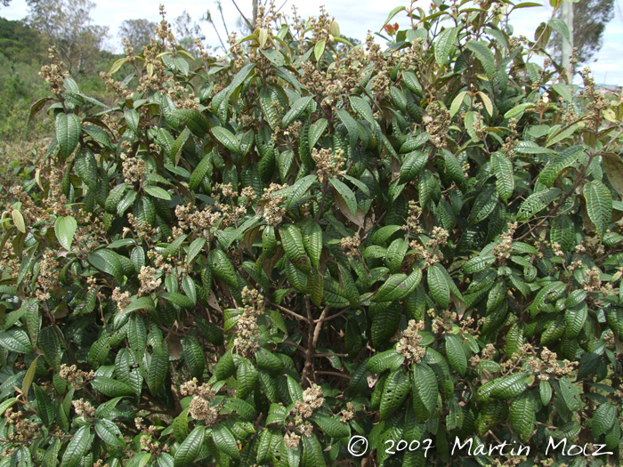 Miconia hyemalis