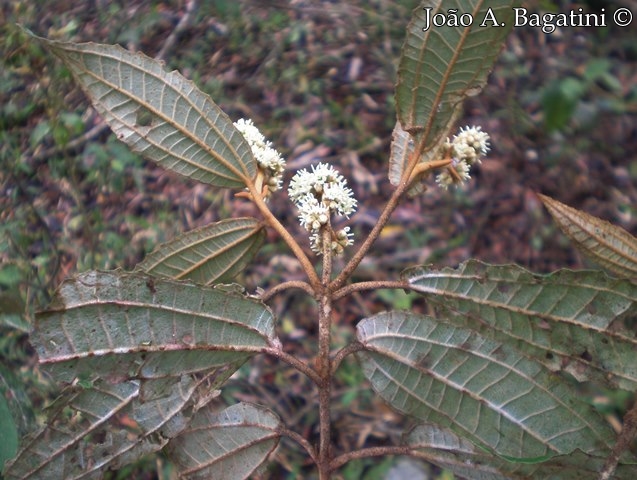 Miconia hyemalis