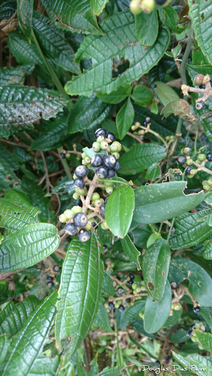 Miconia hyemalis