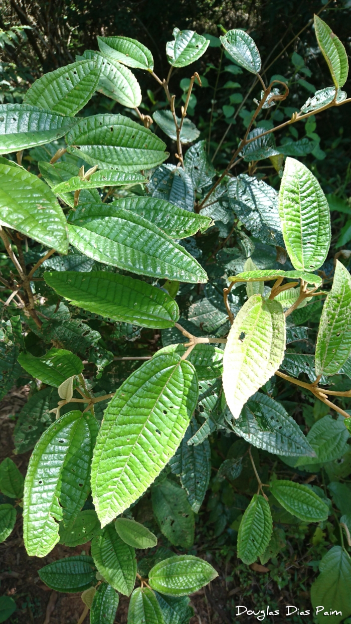 Miconia hyemalis