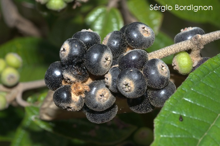 Miconia hyemalis