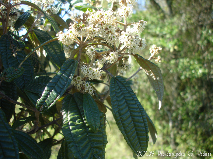 Miconia hyemalis