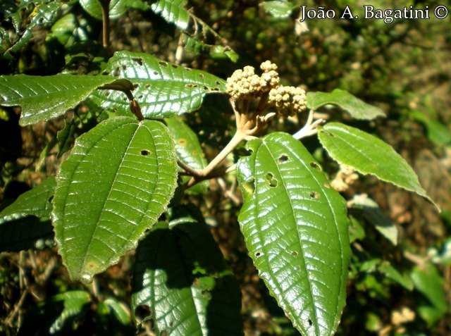 Miconia hyemalis