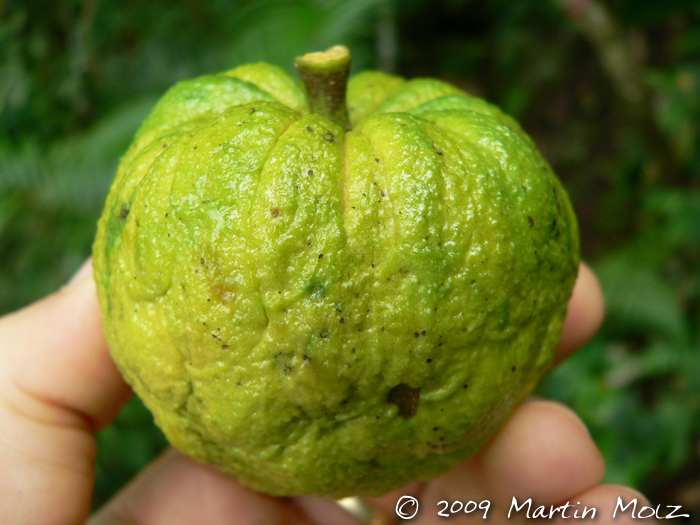 Annona rugulosa