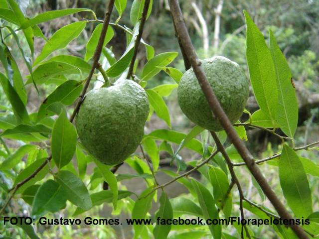 Annona rugulosa