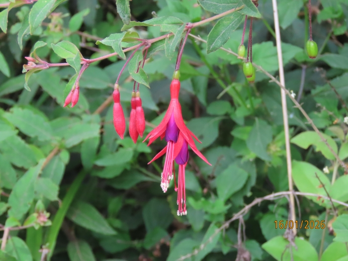 Fuchsia regia