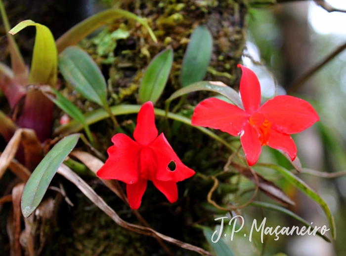 Cattleya coccinea