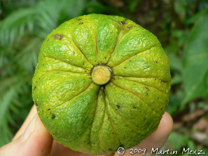 Annona rugulosa