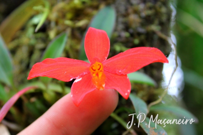 Cattleya coccinea