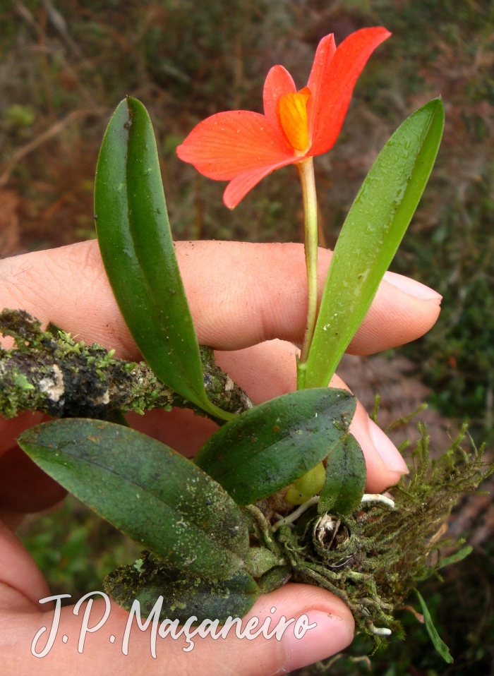 Cattleya coccinea