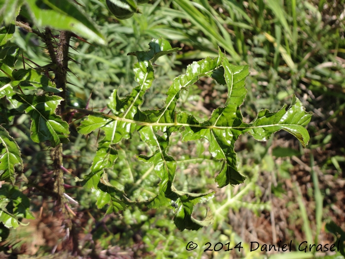 Solanum atropurpureum